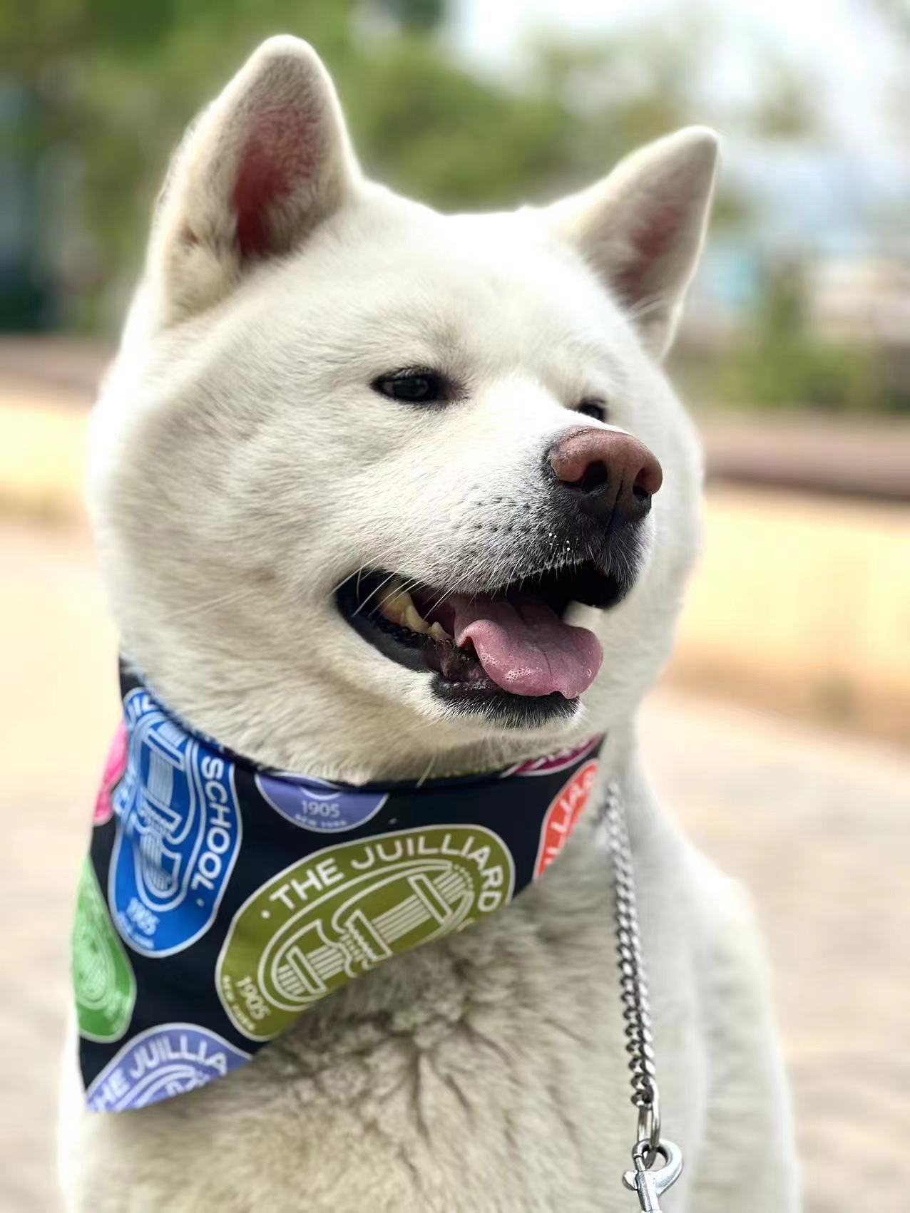 Pet Accessory: Juilliard Bandana with seal pattern