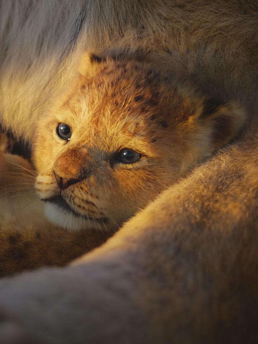 Lion King, The - Easy Piano