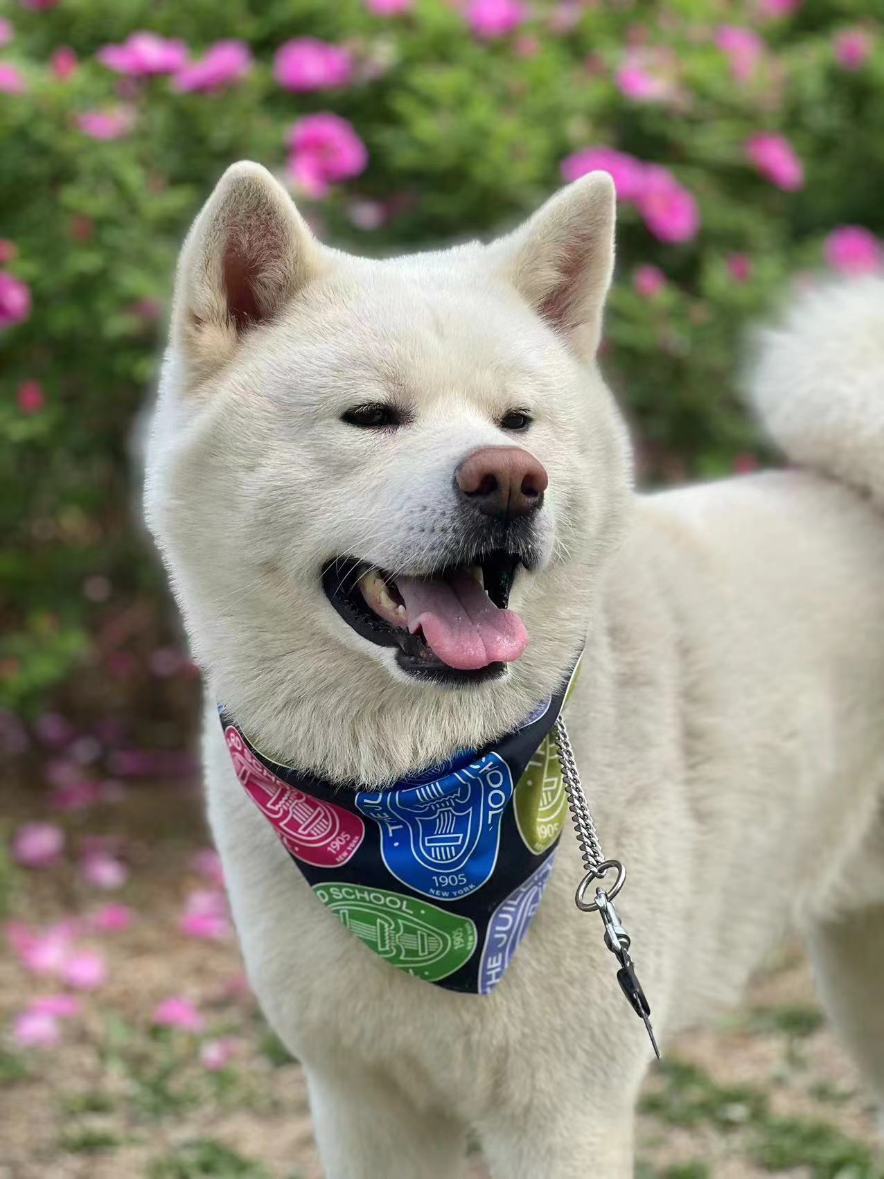 Pet Accessory: Juilliard Bandana with seal pattern