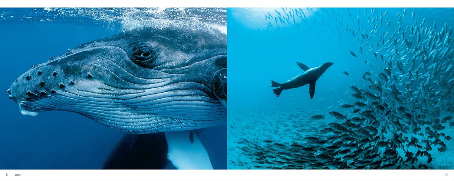 Clearance: Le Grand Orchestre des Animaux (The Great Animal Orchestra- in French) (shelf-worn)