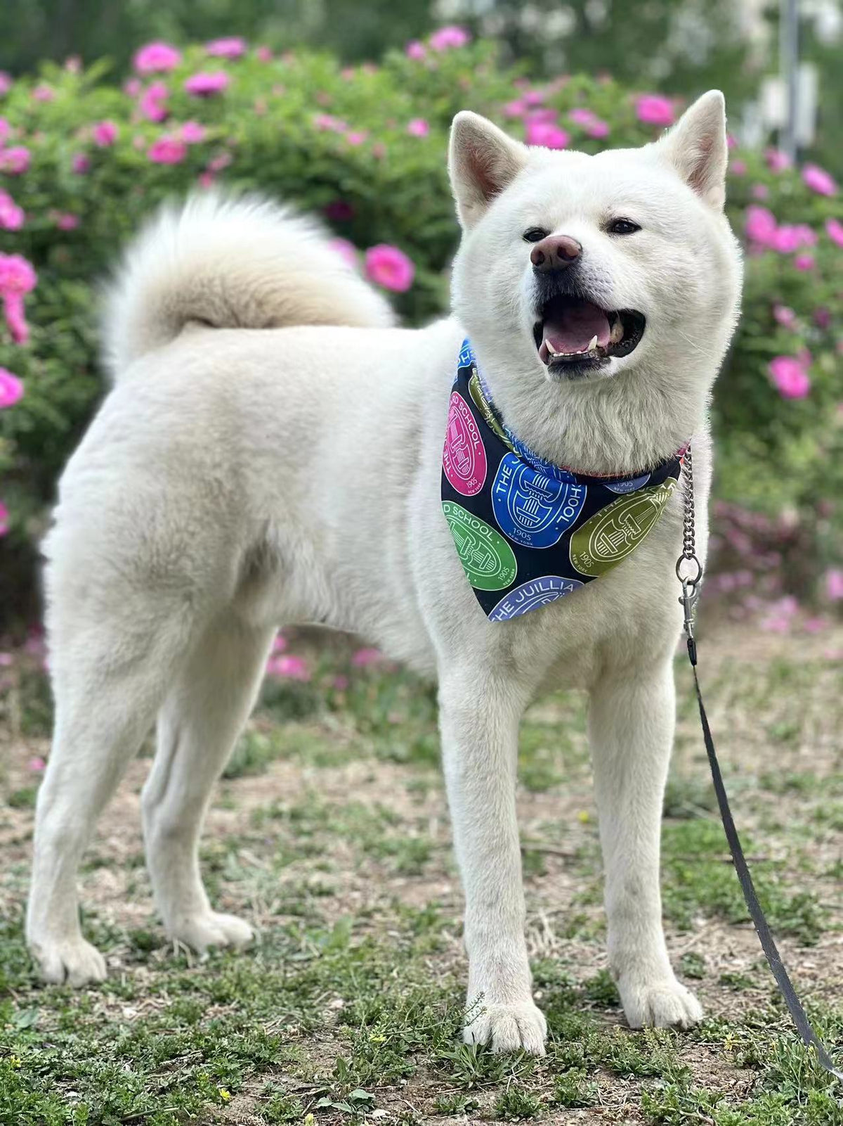 Pet Accessory: Juilliard Bandana with seal pattern