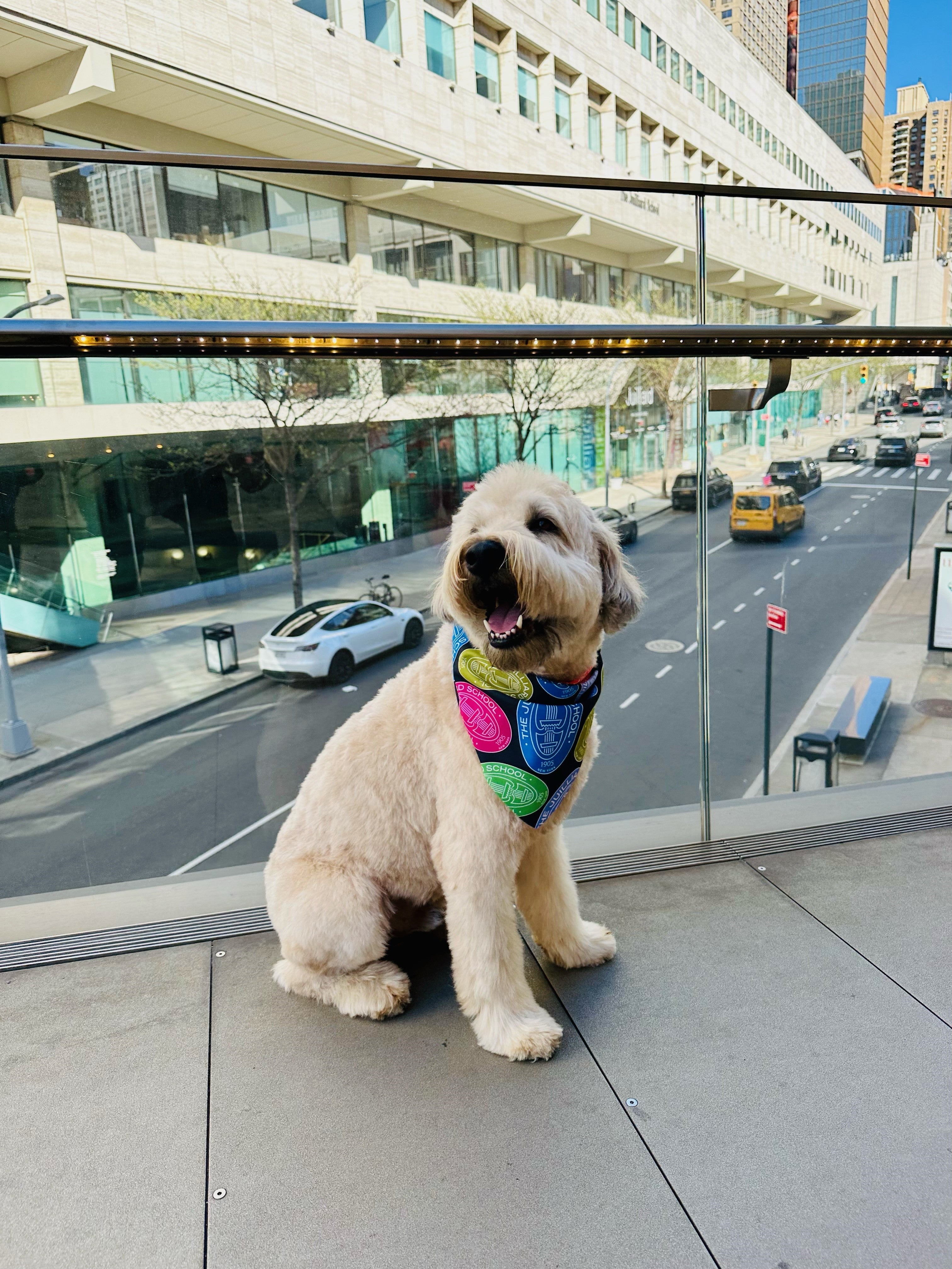 Pet Accessory: Juilliard Bandana with seal pattern