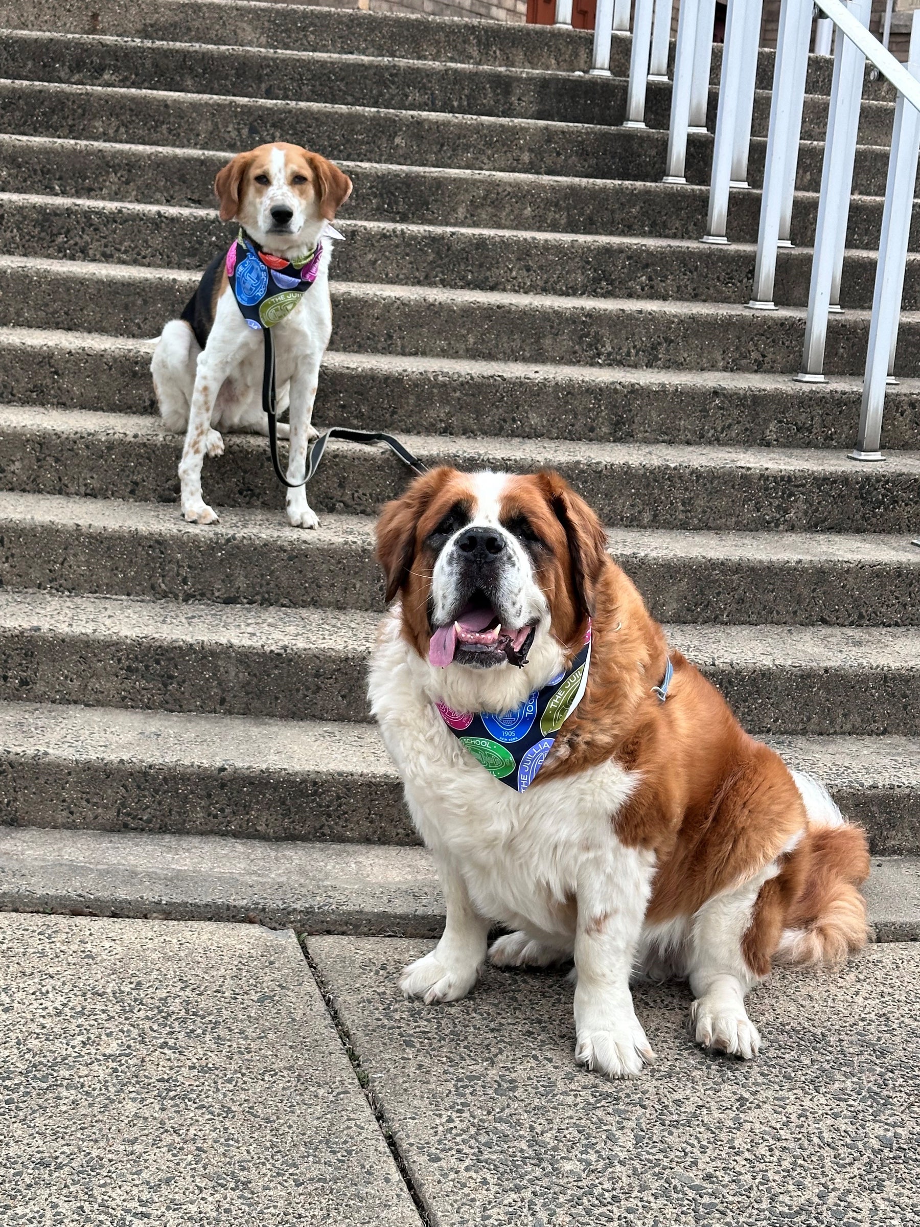 Pet Accessory: Juilliard Bandana with seal pattern