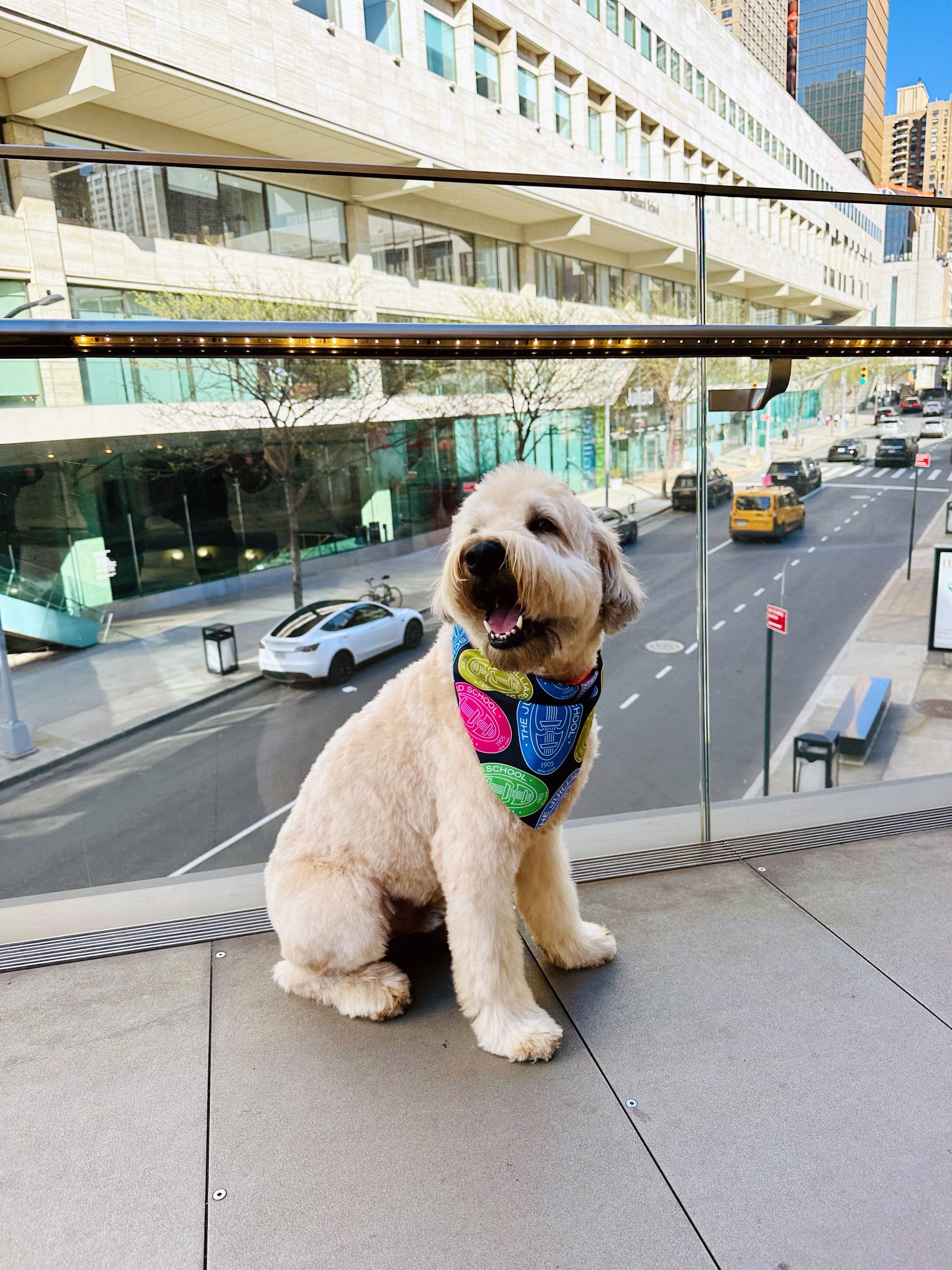 Pet Accessory: Juilliard Bandana with seal pattern