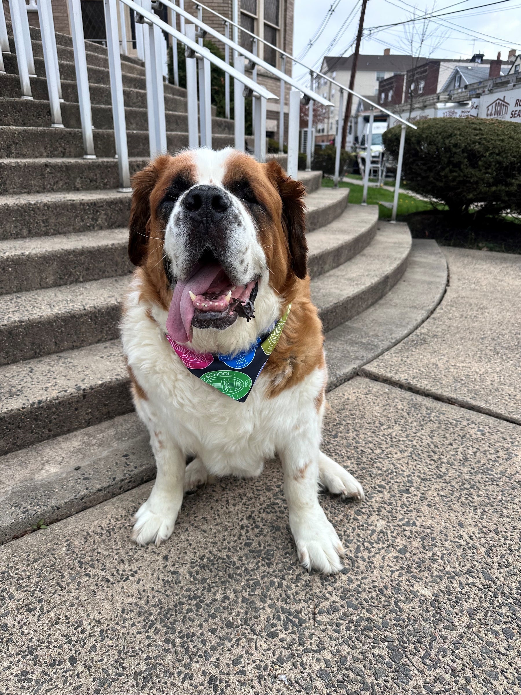 Pet Accessory: Juilliard Bandana with seal pattern